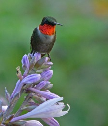 Hummingbird on hosta flower